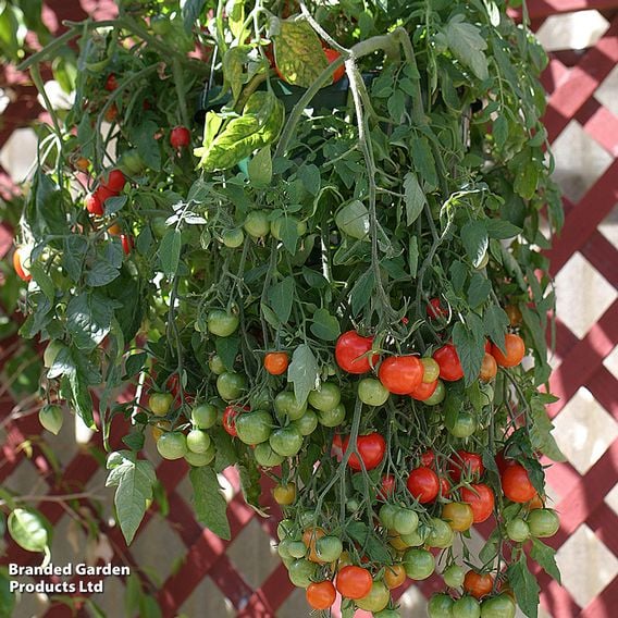 Tomato 'Tumbling Tom Red'