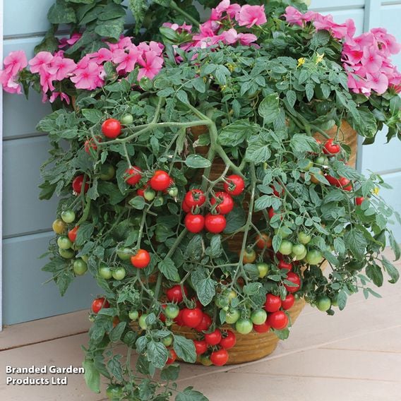 Tomato 'Tumbling Tom Red'