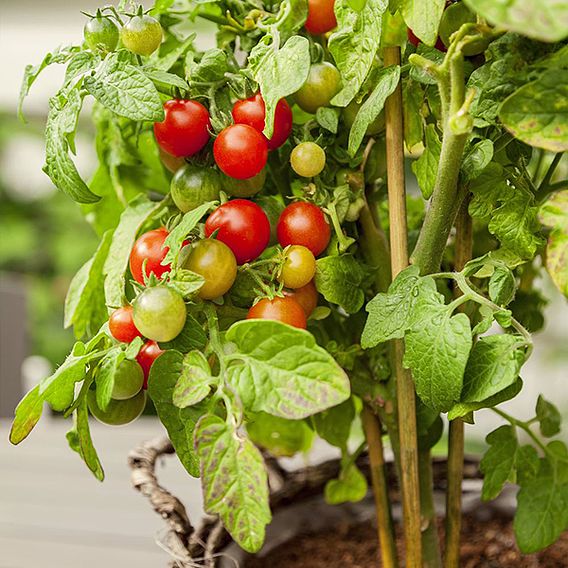 Tomato 'Veranda Red' (Determinate) F1 - Seeds