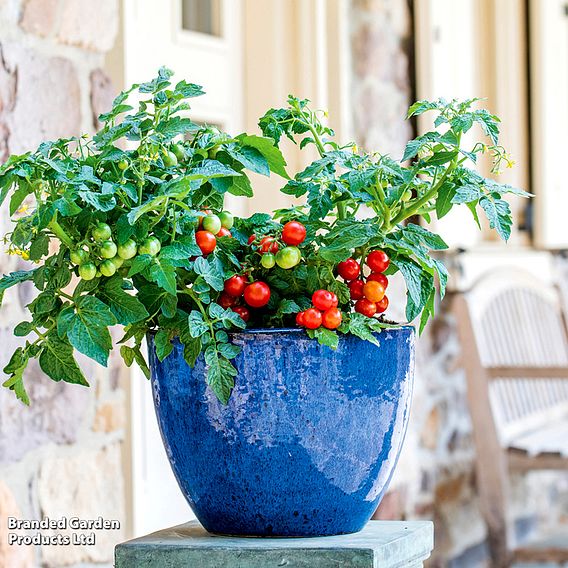 Tomato 'Veranda Red' (Determinate) F1 - Seeds