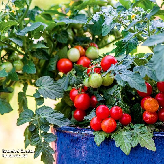 Tomato 'Veranda Red' (Determinate) F1 - Seeds