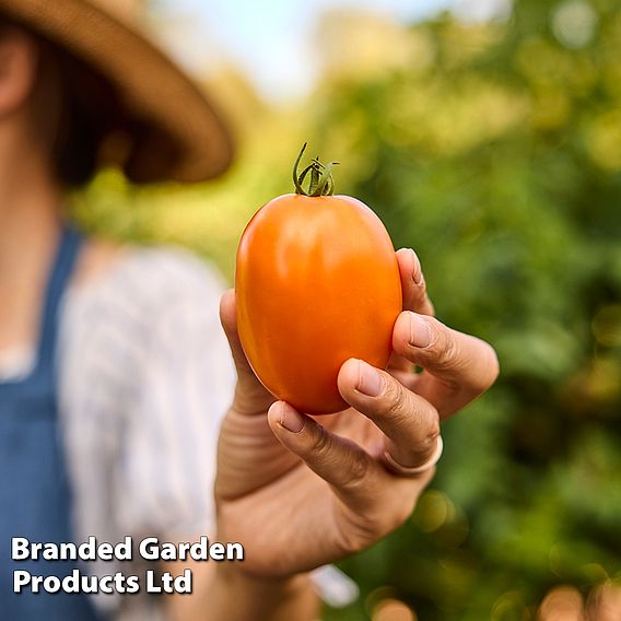 Tomato 'Vivacious' F1