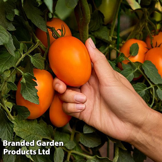 Tomato 'Vivacious' F1