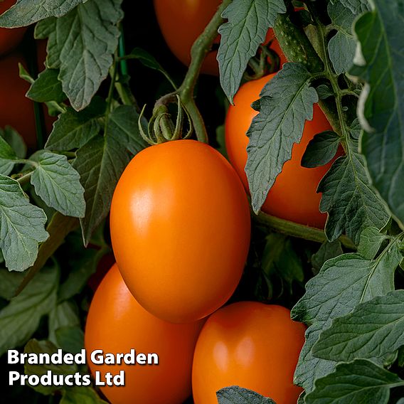 Tomato 'Vivacious' F1