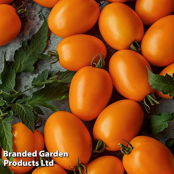Tomato 'Vivacious' F1