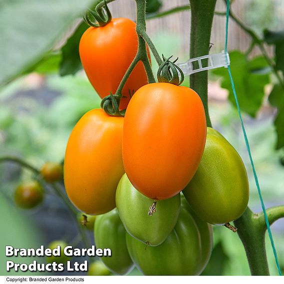 Tomato 'Vivacious' F1