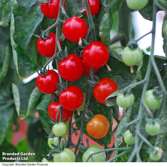 Tomato 'Sweet Aperitif'