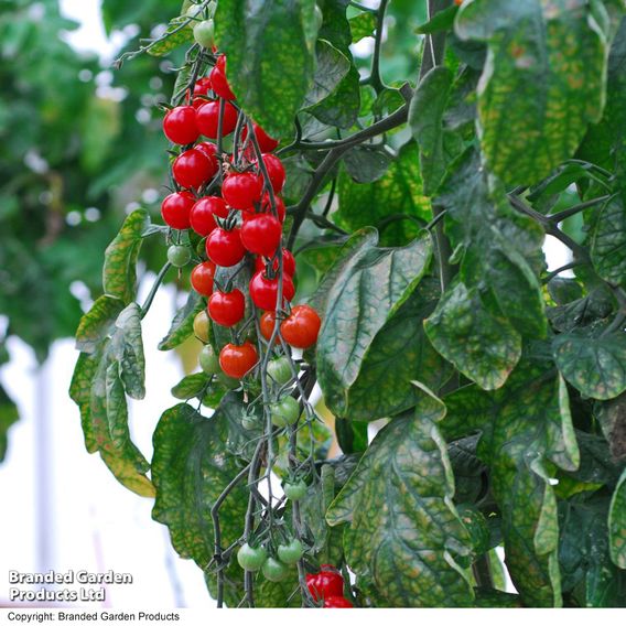 Tomato 'Sweet Aperitif'