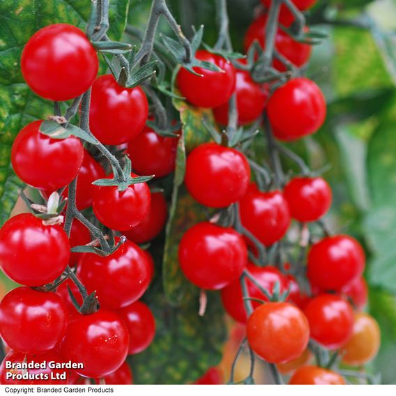 Tomato 'Sweet Aperitif'