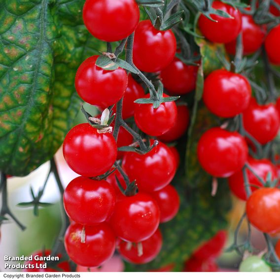 Tomato 'Sweet Aperitif'