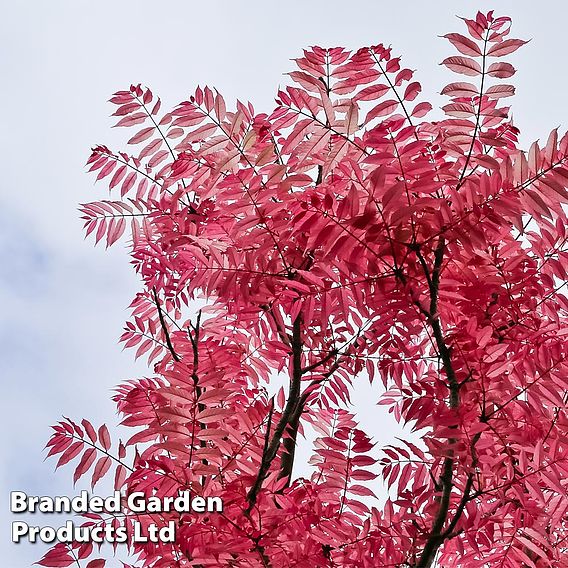 Toona sinensis 'Flamingo'