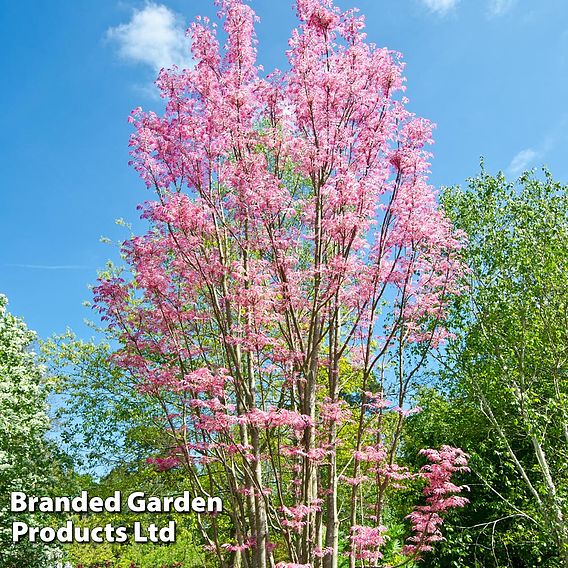 Toona sinensis 'Flamingo'