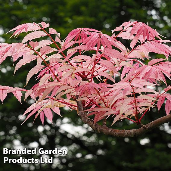 Toona sinensis 'Flamingo'