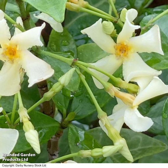 Trachelospermum asiaticum 'Chilli and Vanilla'