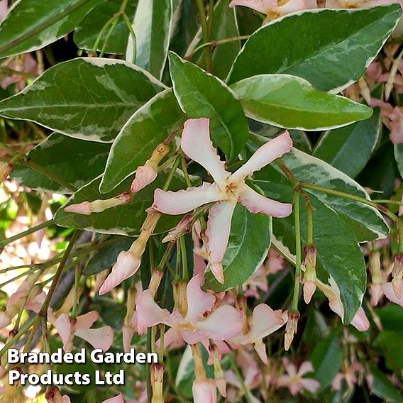 Trachelospermum jasminoides 'Star of Milano'