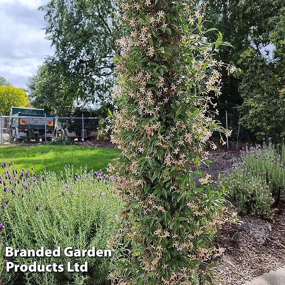 Trachelospermum jasminoides 'Star of Milano'