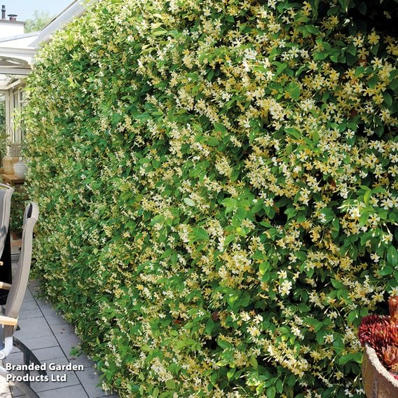 Trachelospermum jasminoides 'Star of Toscana'