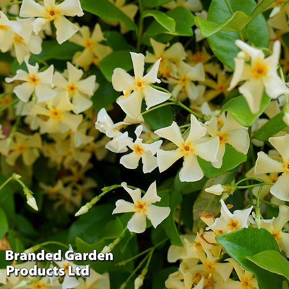 Trachelospermum jasminoides 'Star of Toscana'