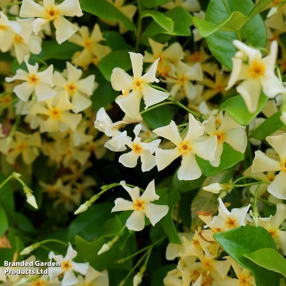 Trachelospermum jasminoides 'Star of Toscana'