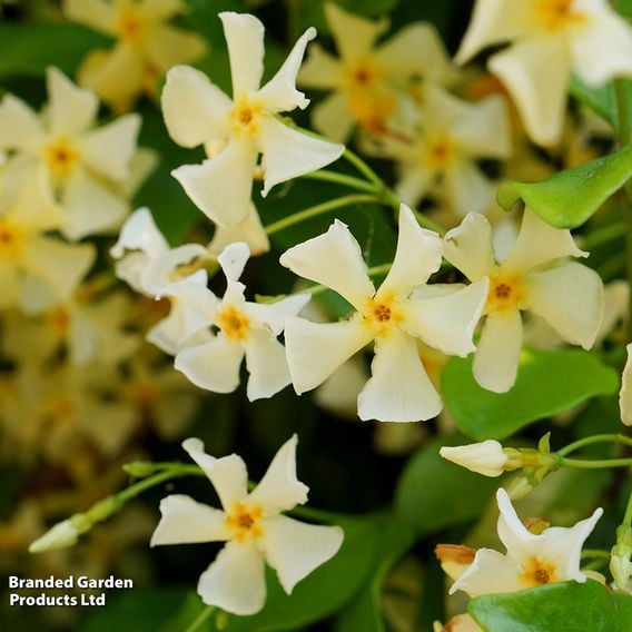 Trachelospermum jasminoides 'Star of Toscana'