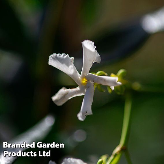 Trachelospermum jasminoides 'Star of Toscana'