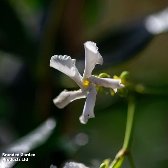 Trachelospermum jasminoides 'Star of Toscana'