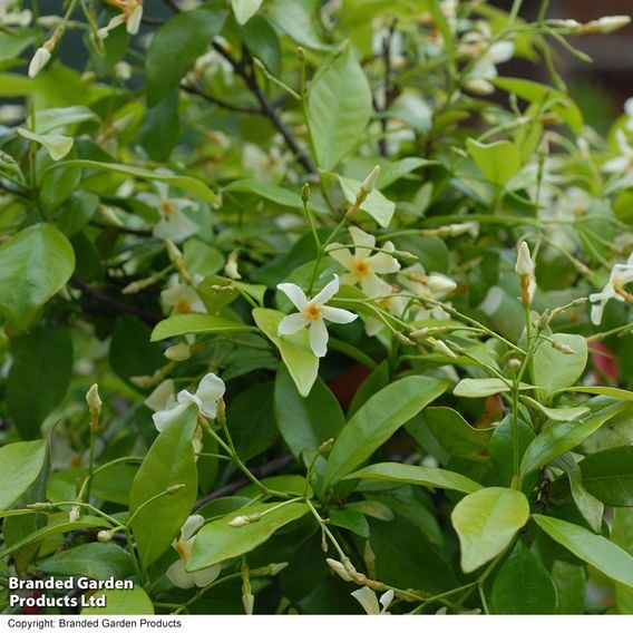 Trachelospermum jasminoides 'Star of Toscana'