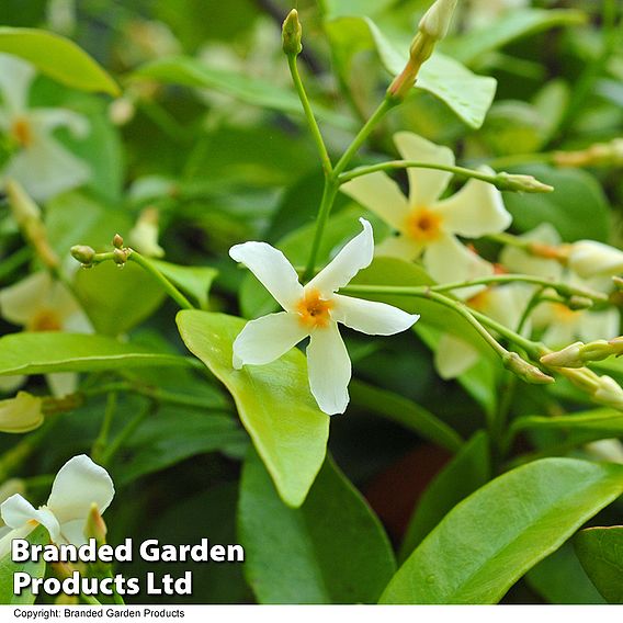 Trachelospermum jasminoides 'Star of Toscana'