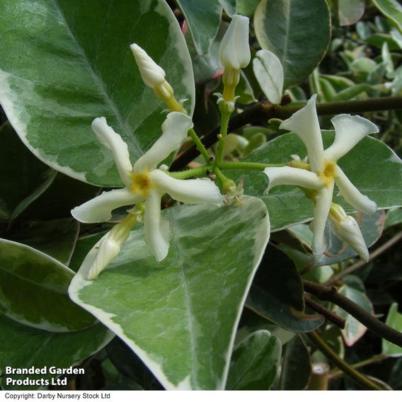 Trachelospermum jasminoides 'Variegatum'