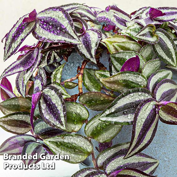 Tradescantia 'Pink Joy'