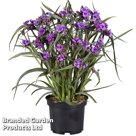 Tradescantia 'JS® Brainstorm'