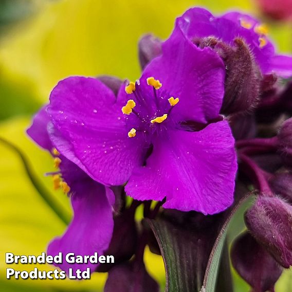 Tradescantia 'JS® Brainstorm'