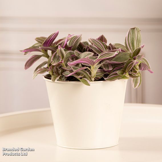 Tradescantia 'Nanouk'
