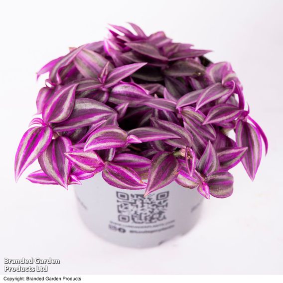 Tradescantia 'Pink Paradise'