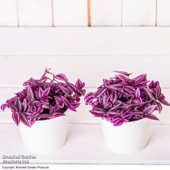 Tradescantia 'Pink Paradise'