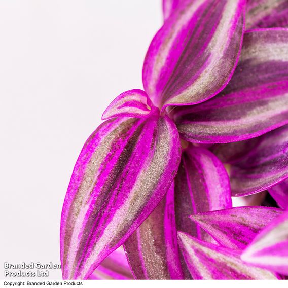 Tradescantia 'Pink Paradise'