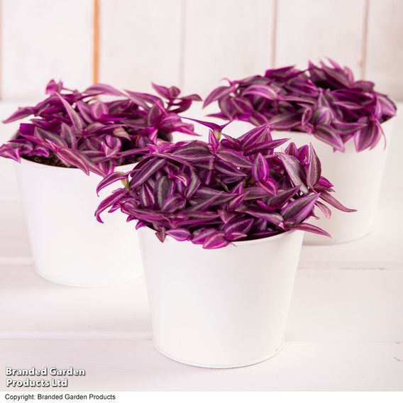 Tradescantia 'Pink Paradise'