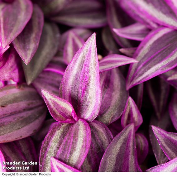 Tradescantia 'Pink Paradise'
