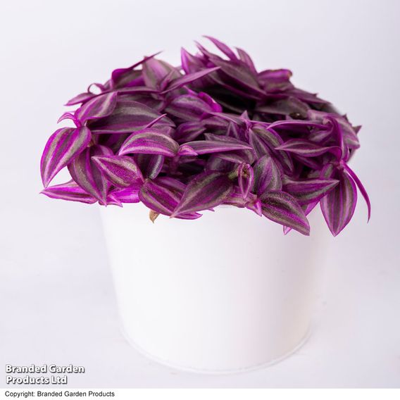 Tradescantia 'Pink Paradise'