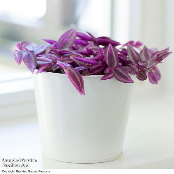 Tradescantia 'Pink Paradise'