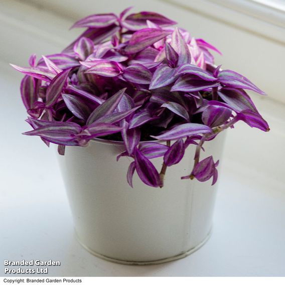 Tradescantia 'Pink Paradise'