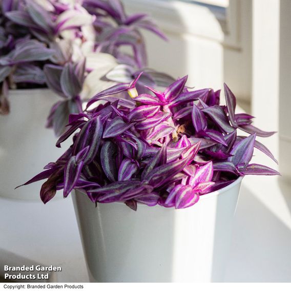 Tradescantia 'Pink Paradise'
