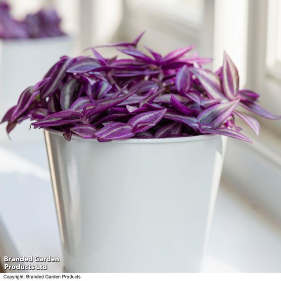 Tradescantia 'Pink Paradise'