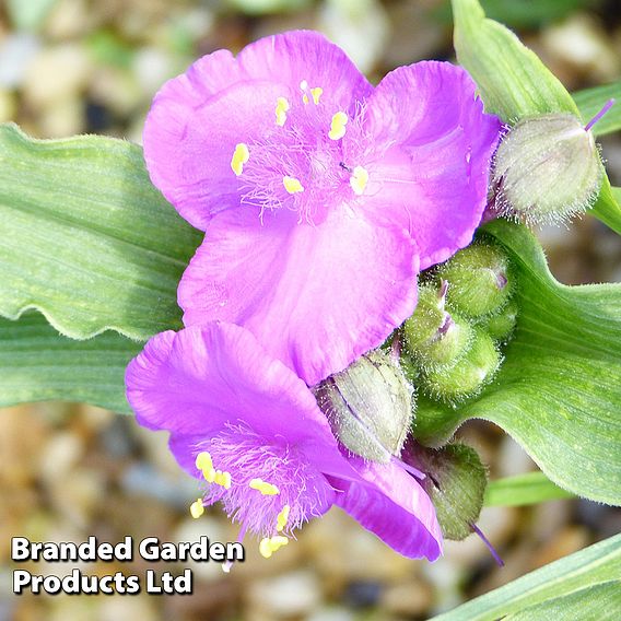 Tradescantia rubra
