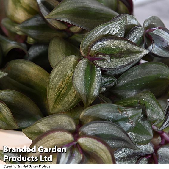 Tradescantia Zebrina