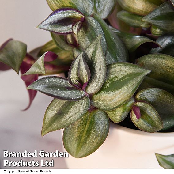 Tradescantia Zebrina