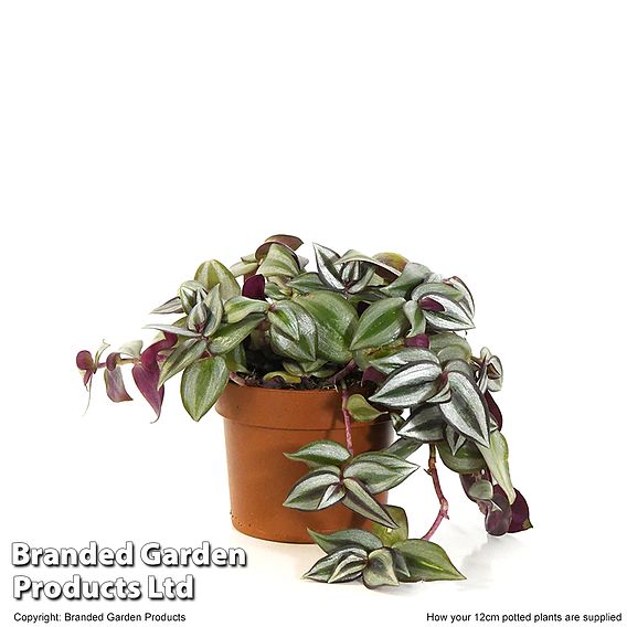 Tradescantia Zebrina