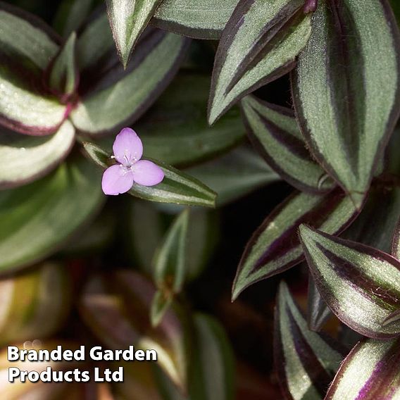 Tradescantia Zebrina