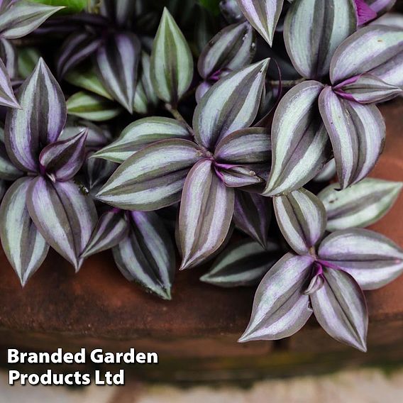 Tradescantia Zebrina