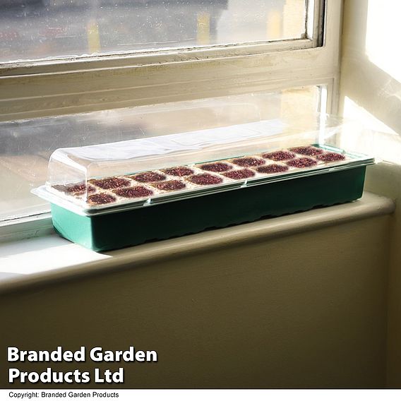 16 Cell Window Propagator